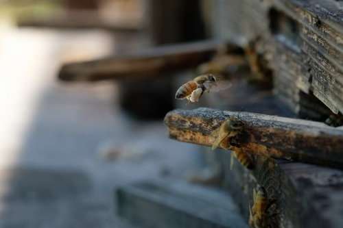 後脚に花粉団子をつけた蜜蜂が巣板を歩く