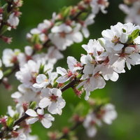 白い花びらにピンク色の縁取りが入る開花するユスラウメの写真