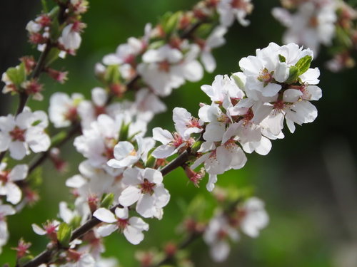 白い花びらにピンク色の縁取りが入る開花するユスラウメ