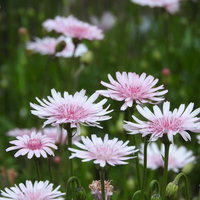淡いピンク色のモモイロタンポポの花。春の園芸の写真
