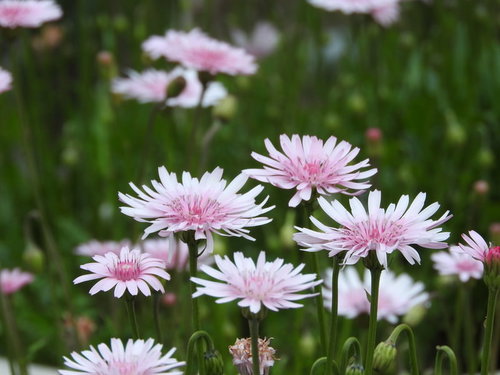 淡いピンク色のモモイロタンポポの花。春の園芸