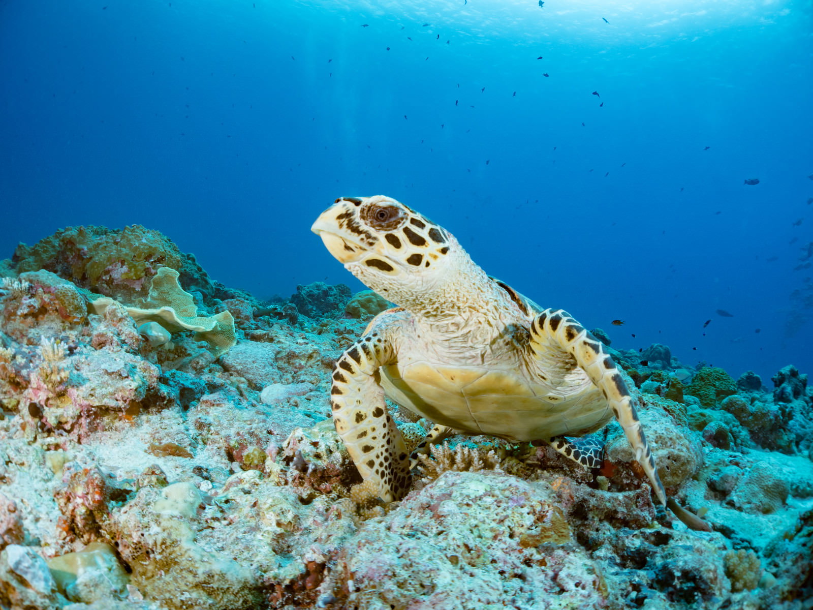 青い海中でサンゴ礁の上を泳ぐタイマイ（ウミガメ）