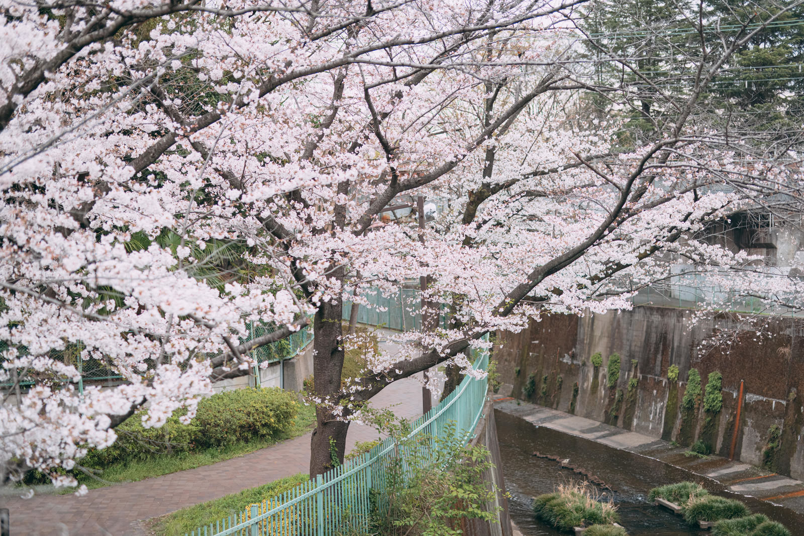石神井川緑道沿いに満開の桜が咲き誇る春の風景