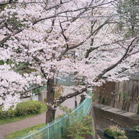 石神井川緑道に満開の桜が咲き誇る春の花見風景の写真