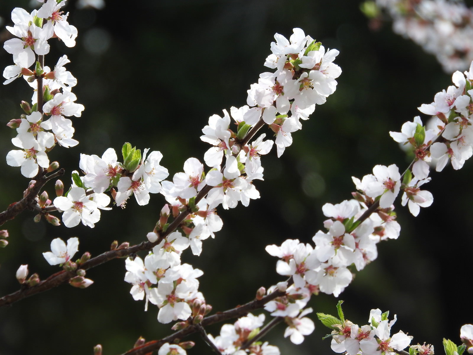 枝に白い小さな花を咲かせるユスラウメの開花の様子