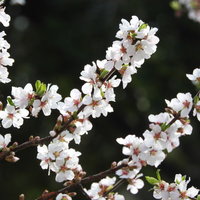 春に白く満開に咲くユスラウメの花と開花時期の写真