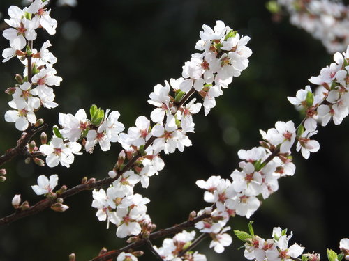 春に白く満開に咲くユスラウメの花と開花時期