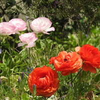花壇に咲くピンクと赤のラナンキュラスの春の庭の写真