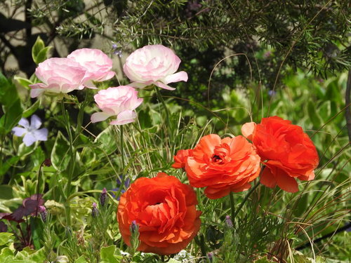 花壇に咲くピンクと赤のラナンキュラスの春の庭