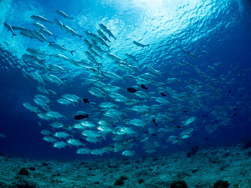 水中から見上げるダイバーたちのシルエット