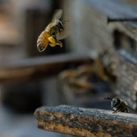 花粉を持ち帰る働きバチ、巣板の上を移動するミツバチの写真