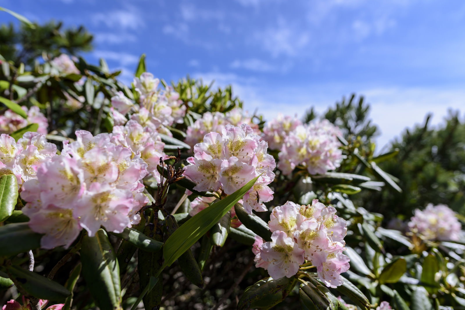 燧ヶ岳の青空の下で咲く淡いピンク色のシャクナゲの花