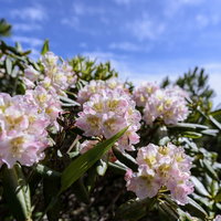 燧ヶ岳の山頂付近に咲き誇るシャクナゲの花の写真