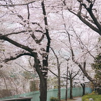 石神井川沿道に咲く満開の桜並木と春の遊歩道風景の写真