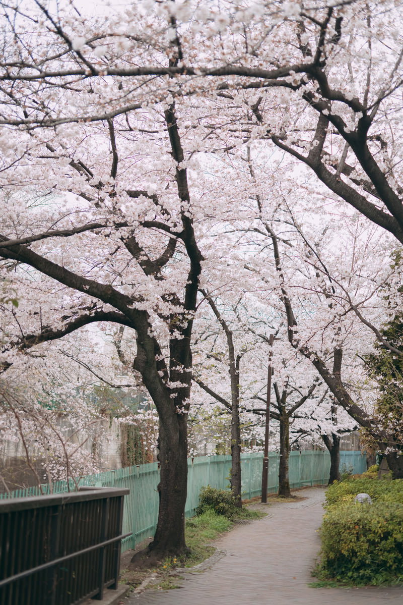 石神井川沿いの遊歩道に満開の桜並木が咲く春の風景
