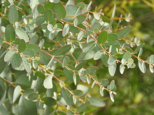 枝に茂る丸みのあるユーカリの葉と常緑樹の新緑