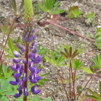 紫色の花穂が立ち上がるルピナスの春の花壇の写真