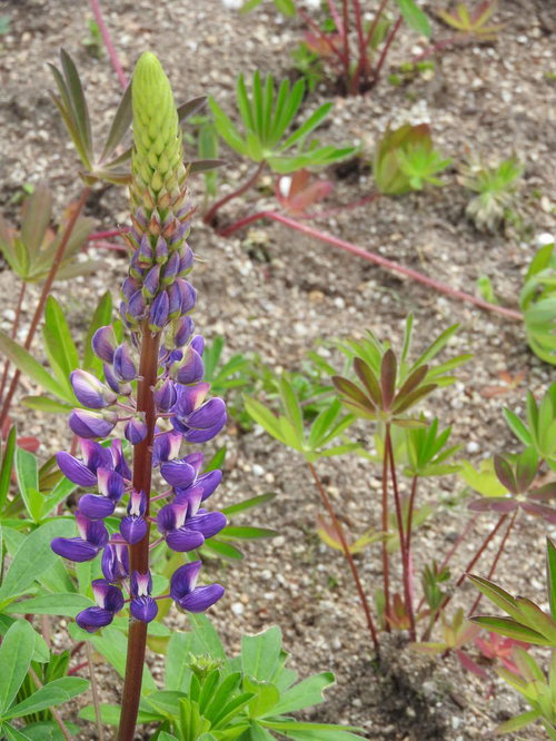 紫色の花穂が立ち上がるルピナスの春の花壇