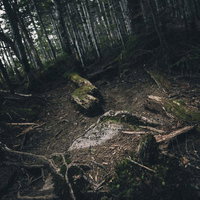 倒木が散乱する不気味な登山道と針葉樹林の風景の写真