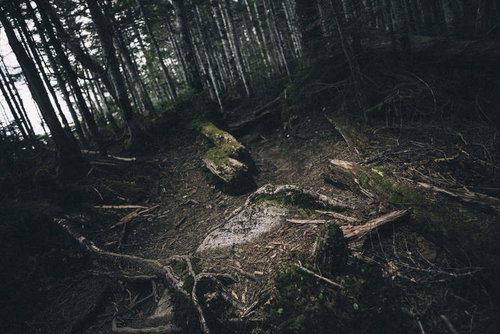 薄暗い林の中の不気味な登山道で迷子になりそうな雰囲気