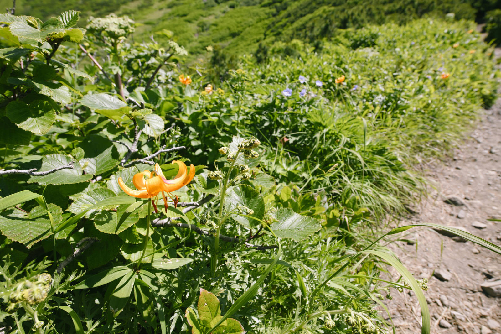羊蹄山の登山道に咲くオレンジ色のクルマユリと周囲の高山植物