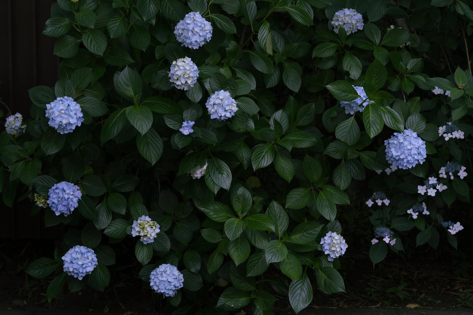薄紫色のアジサイの花が緑の葉に囲まれて咲いている庭の写真