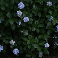 薄紫のアジサイが咲き誇る庭の花景と梅雨時期の緑の写真