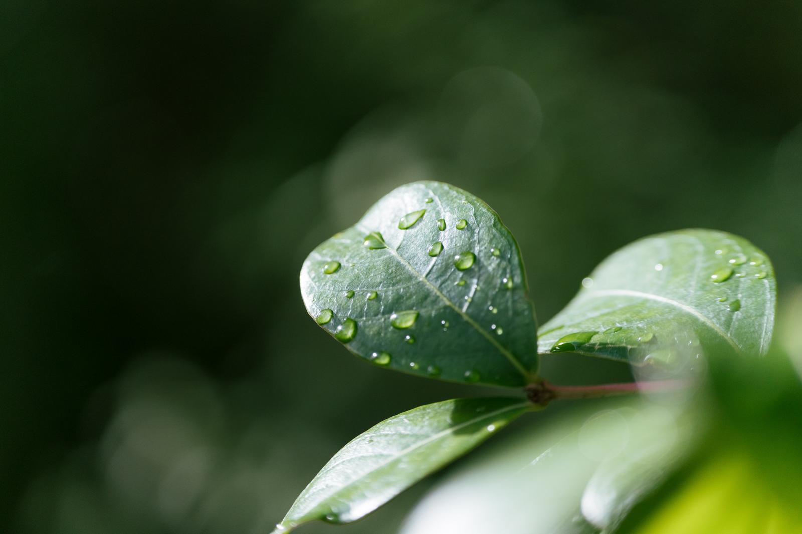 雨上がりの青緑色の葉に付着した透明な水滴