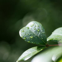 雨上がりの葉に付着した透明な水滴のマクロの写真