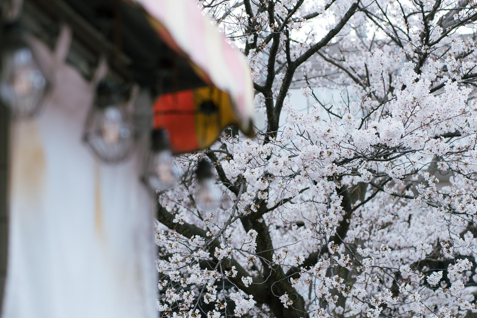 夜間の屋台の赤い提灯の前で満開に咲いた白い桜の花