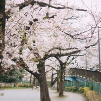 石神井川緑道の満開の桜並木の写真