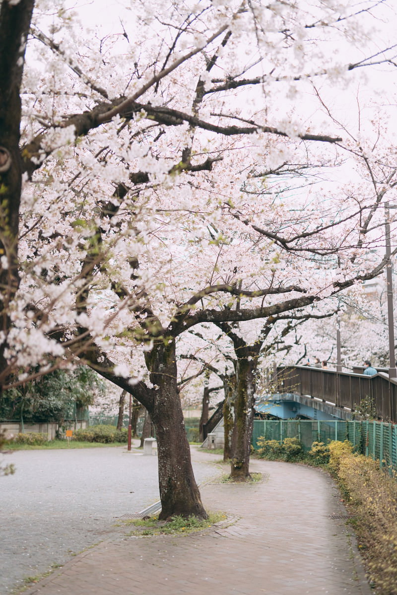 石神井川緑道沿いに満開の桜が咲き誇る桜並木の風景