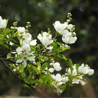 春に白い小花が咲く庭木のリキュウバイの写真