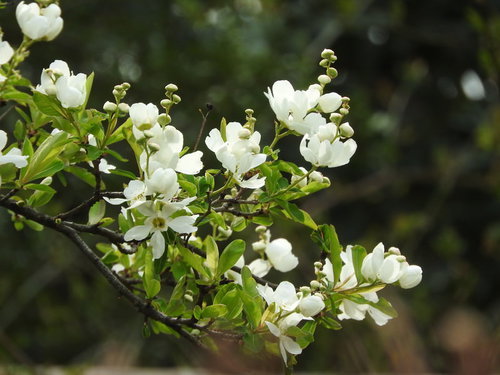 春に白い小花が咲く庭木のリキュウバイ