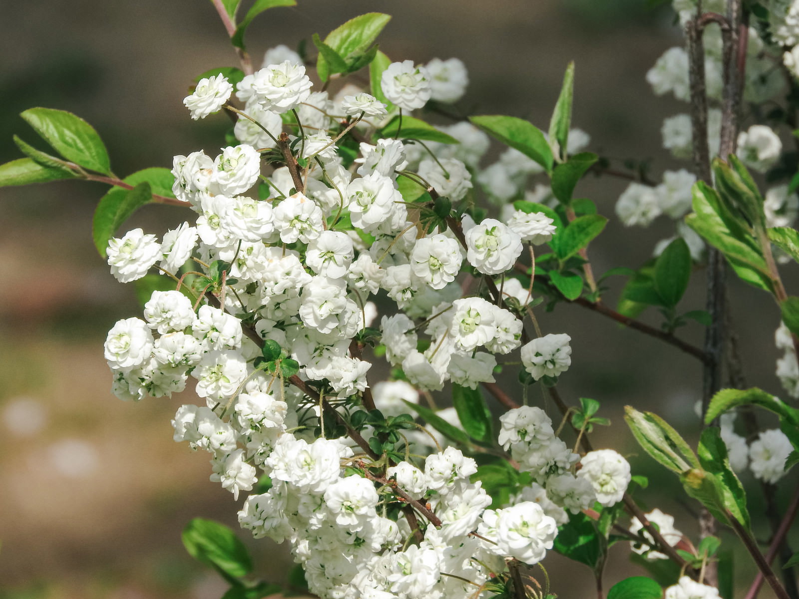 密集して咲く小さな白い八重の花と緑の葉のユキヤナギ