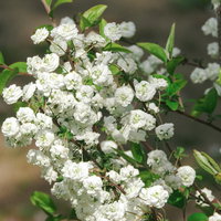 白い八重咲きのユキヤナギ（バラ科春の花木）の写真