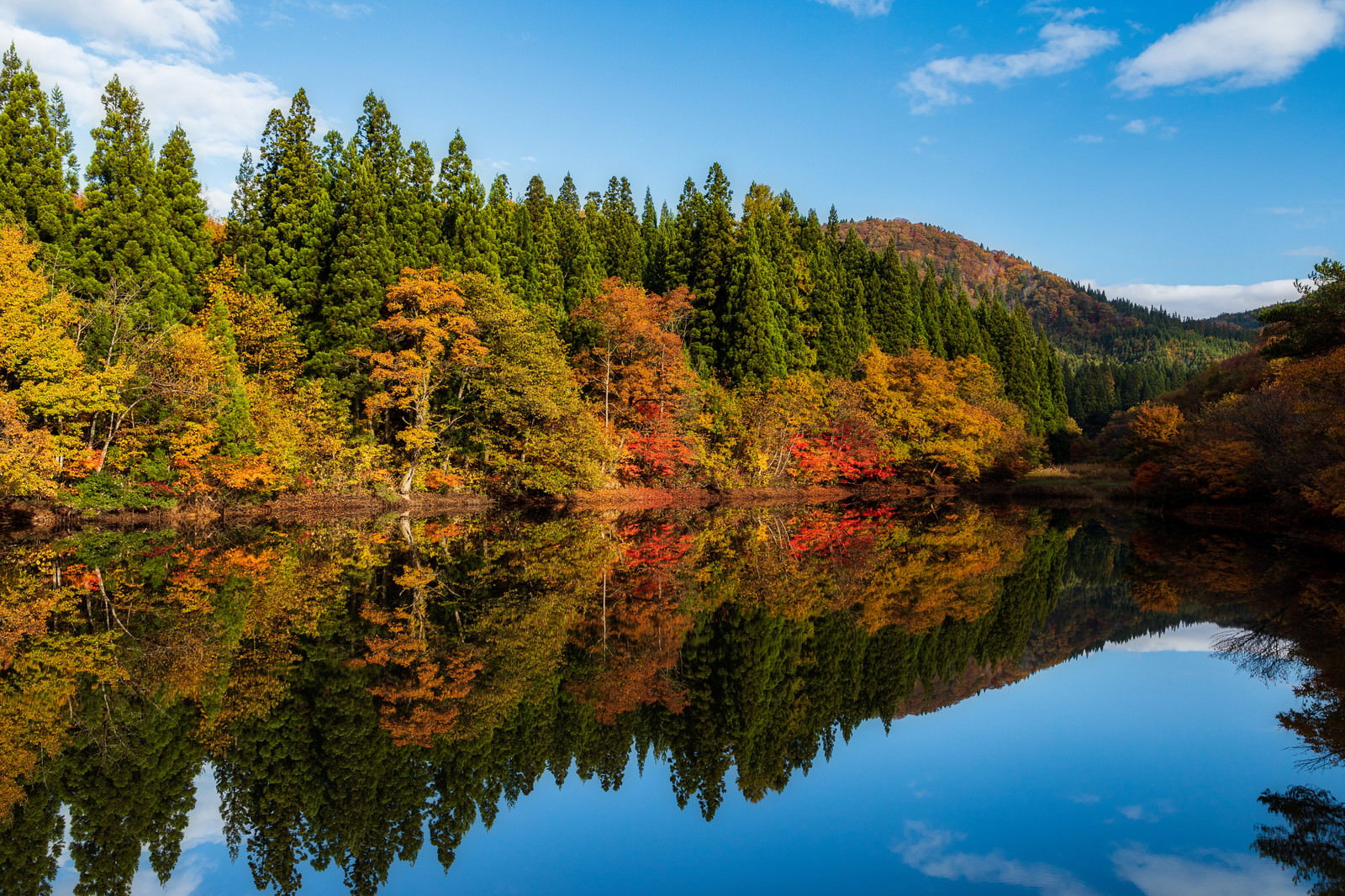 静かなため池に色鮮やかな紅葉と青空が映り込む秋の自然風景