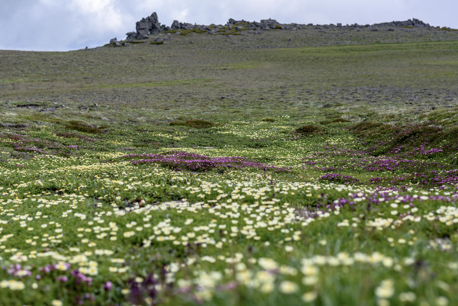 白雲岳中腹の台地に白い高山植物が咲く風景
