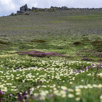 大雪山の日本百名山・白雲岳中腹の台地に咲く高山植物の写真
