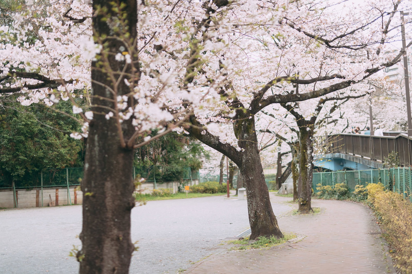 石神井川緑道沿いの板橋四丁目公園で満開の桜並木が咲く春の風景