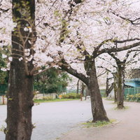 板橋四丁目公園の石神井川緑道沿い、満開の桜並木の写真
