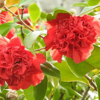 緑の葉に咲く八重の椿・南蛮紅の赤い花と春の庭木の写真