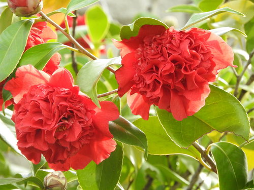 緑の葉に咲く八重の椿・南蛮紅の赤い花と春の庭木