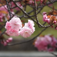 薄いピンク色に花開く八重桜の満開の花弁が層状に広がる様子の写真