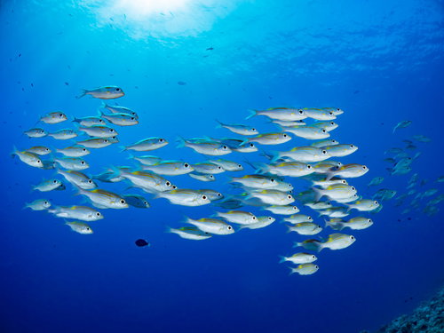 銀色に光るノコギリダイの群れ