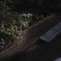 レンガで囲まれた花壇がある軒先の小径と植物の庭の写真