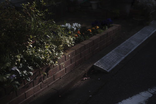 レンガで囲まれた花壇がある軒先の小径と植物の庭