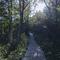 奥尻ヶ原湿原を抜けて燧ヶ岳へと向かう木道の写真