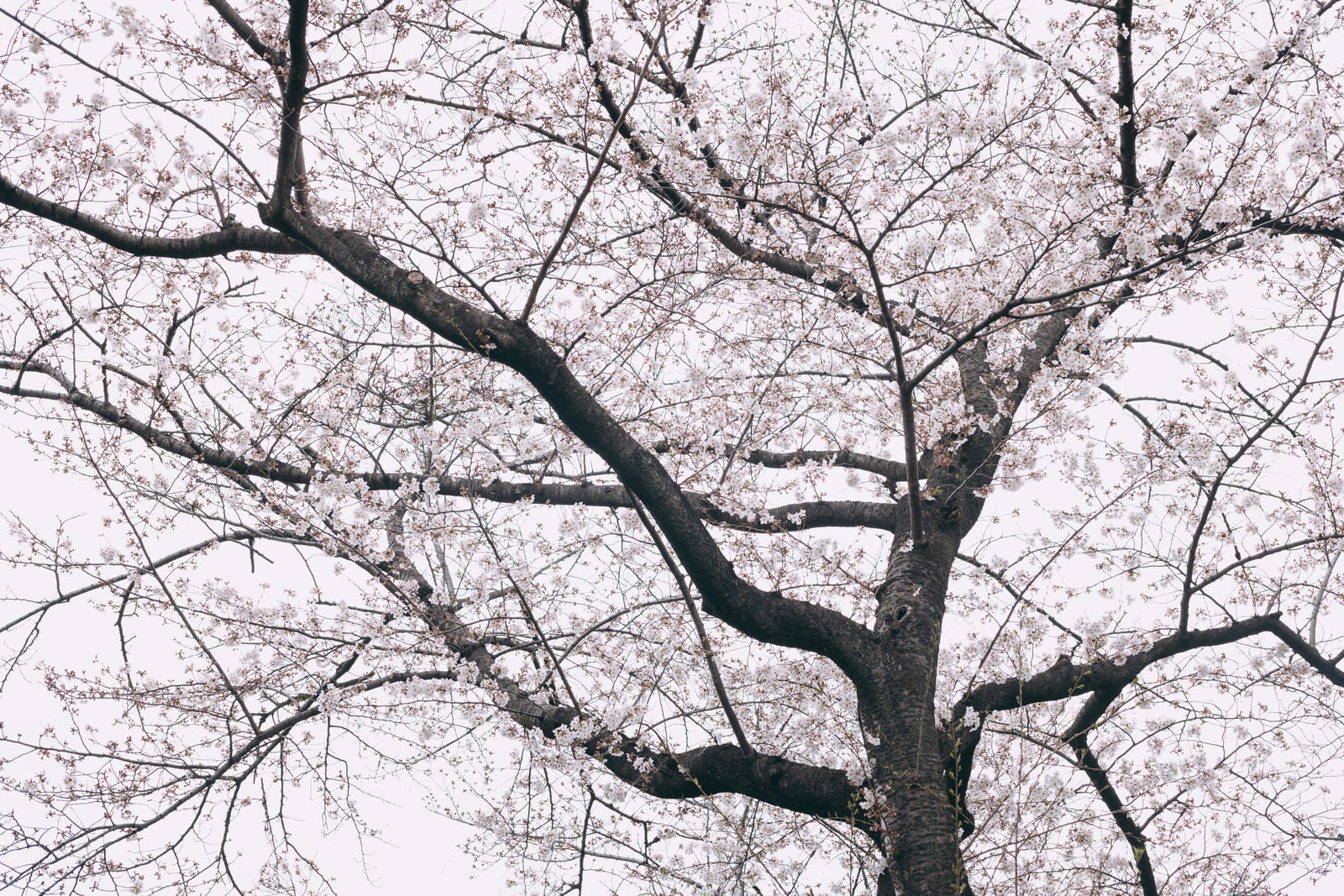 曇り空の下で八分咲きになっている桜の木の枝