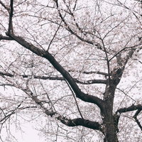 八部咲きの桜が咲く曇りの日の枝に咲く淡いピンク色の花の写真